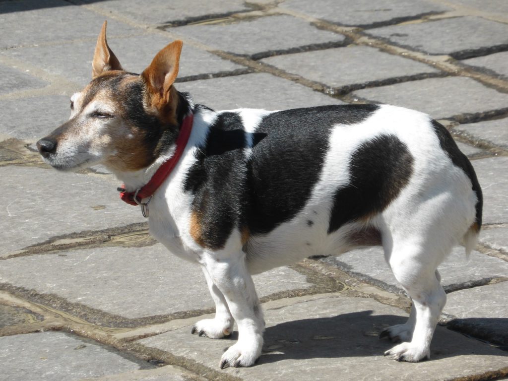 Dürfen Hunde Banane essen ️ Wie viele Bananen ️